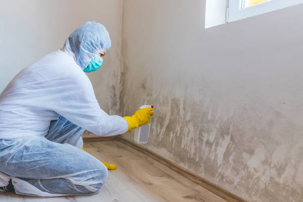 Professional mold removal team in Spencerville